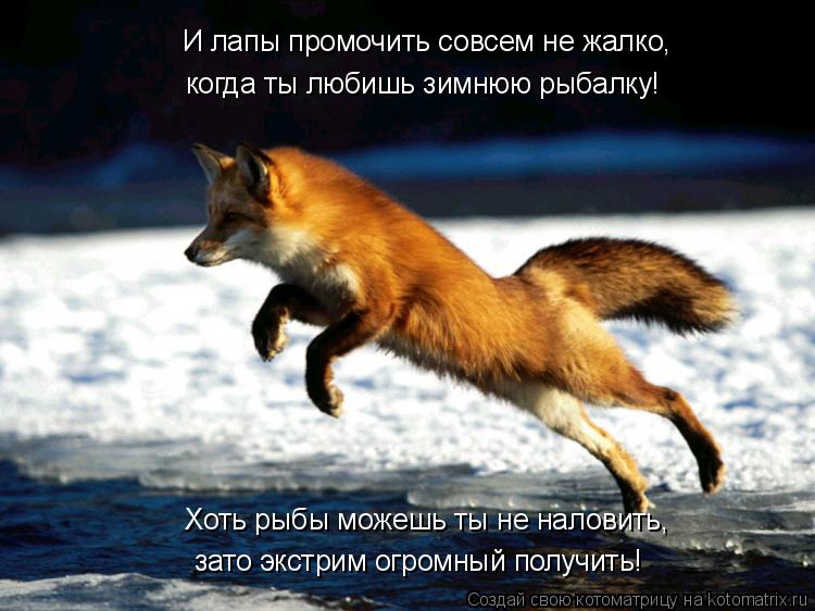 И лапы промочить совсем не жалко, когда ты любишь зимнюю рыбалку! Хоть рыбы можешь ты не наловить, за... Котоматрица: И лапы промочить совсем не жалко, когда ты любишь зимнюю рыбалку! Хоть рыбы можешь ты не наловить, зато экстрим огромный получить!