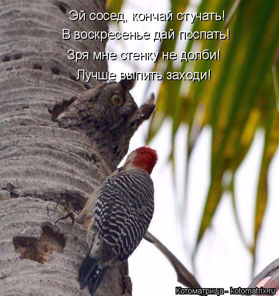 Эй сосед, кончай стучать! В воскресенье дай поспать! Зря мне стенку не долби! Лучше выпить заходи!... Котоматрица: Эй сосед, кончай стучать! В воскресенье дай поспать! Зря мне стенку не долби! Лучше выпить заходи!
