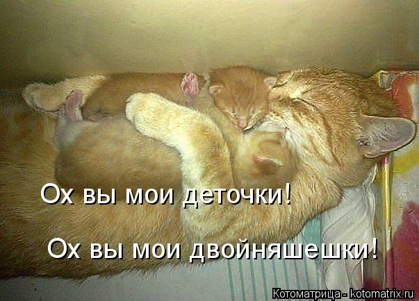 Ох вы мои деточки! Ох вы мои двойняшешки!... Котоматрица: Ох вы мои деточки! Ох вы мои двойняшешки!
