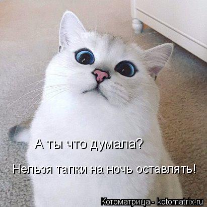 А ты что думала? Нельзя тапки на ночь оставлять!... Котоматрица: А ты что думала? Нельзя тапки на ночь оставлять!