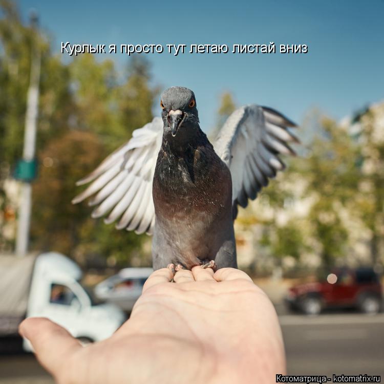Курлык я просто тут летаю листай вниз... Котоматрица: Курлык я просто тут летаю листай вниз