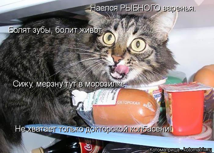 Наелся РЫБНОГО варенья. Болят зубы, болит живот. Сижу, мерзну тут в морозилке. Не хватает только докт... Котоматрица: Наелся РЫБНОГО варенья. Болят зубы, болит живот. Сижу, мерзну тут в морозилке. Не хватает только докторской колбасени!