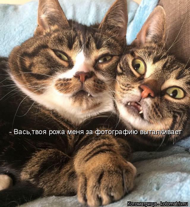 - Вась,твоя рожа меня за фотографию выталкивает... Котоматрица: - Вась,твоя рожа меня за фотографию выталкивает