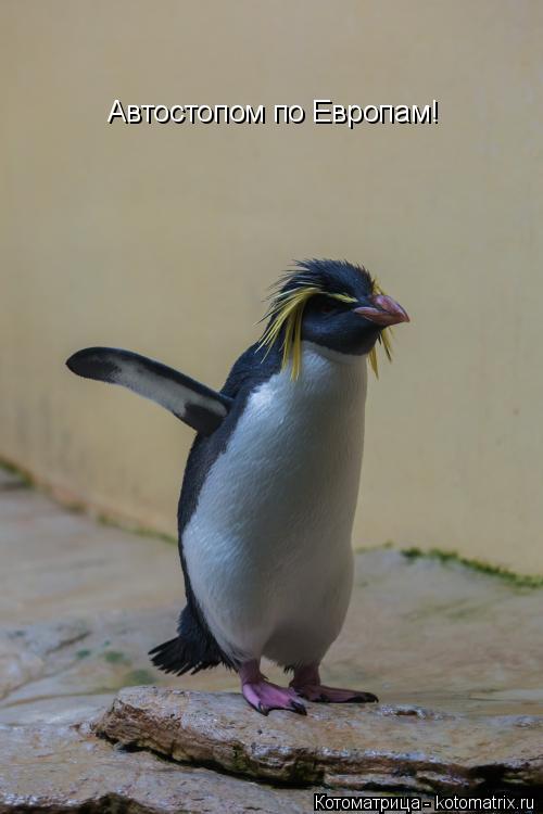 Автостопом по Европам!... Котоматрица: Автостопом по Европам!