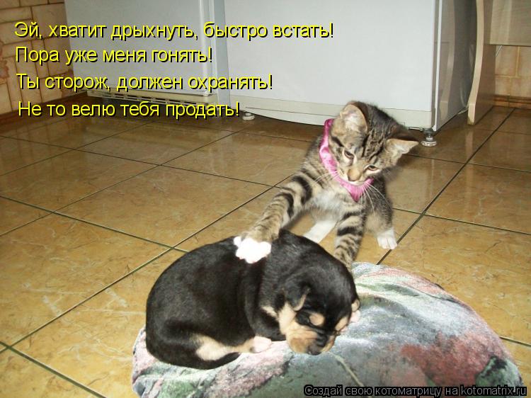 Эй, хватит дрыхнуть, быстро встать! Пора уже меня гонять! Ты сторож, должен охранять! Не то велю тебя... Котоматрица: Эй, хватит дрыхнуть, быстро встать! Пора уже меня гонять! Ты сторож, должен охранять! Не то велю тебя продать!