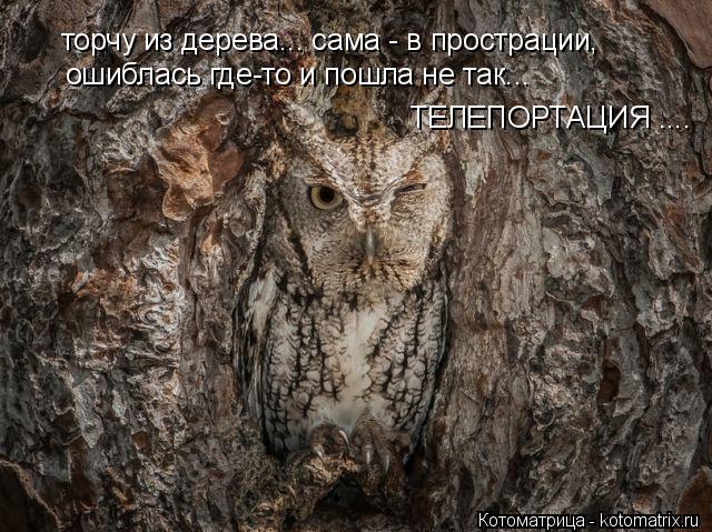 торчу из дерева... сама - в прострации, ошиблась где-то и пошла не так... ТЕЛЕПОРТАЦИЯ ....... Котоматрица: торчу из дерева... сама - в прострации, ошиблась где-то и пошла не так... ТЕЛЕПОРТАЦИЯ ....