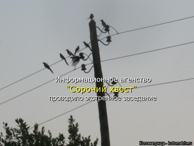 Информационное агенство "Сорочий хвост" проводило экстренное заседание... Котоматрица: Информационное агенство "Сорочий хвост" проводило экстренное заседание