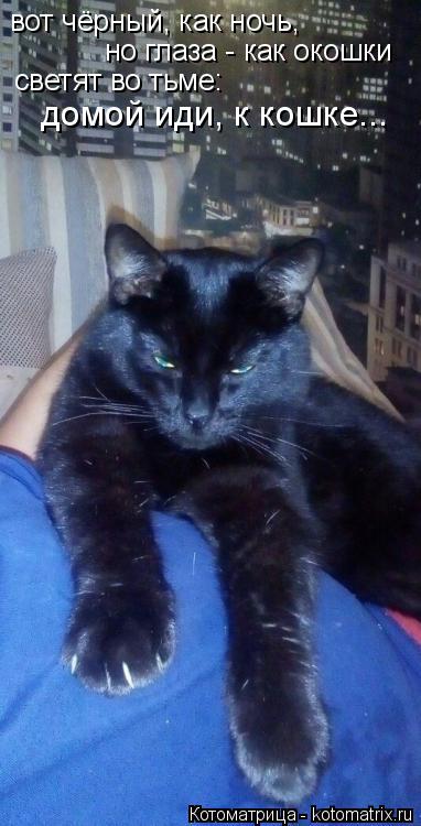 вот чёрный, как ночь, но глаза - как окошки светят во тьме: домой иди, к кошке...... Котоматрица: вот чёрный, как ночь, но глаза - как окошки светят во тьме: домой иди, к кошке...