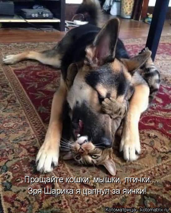 Прощайте кошки, мышки, птички.... Зря Шарика я цапнул за яички!... Котоматрица: Прощайте кошки, мышки, птички.... Зря Шарика я цапнул за яички!