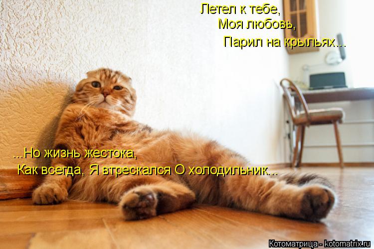Летел к тебе, Моя любовь, ...Но жизнь жестока, Парил на крыльях... Как всегда, Я втрескался О холодил... Котоматрица: Летел к тебе, Моя любовь, ...Но жизнь жестока, Парил на крыльях... Как всегда, Я втрескался О холодильник...