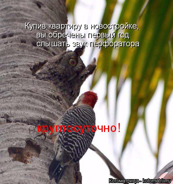 Купив квартиру в новостройке, вы обречены первый год слышать звук перфоратора круглосуточно!... Котоматрица: Купив квартиру в новостройке, вы обречены первый год слышать звук перфоратора круглосуточно!