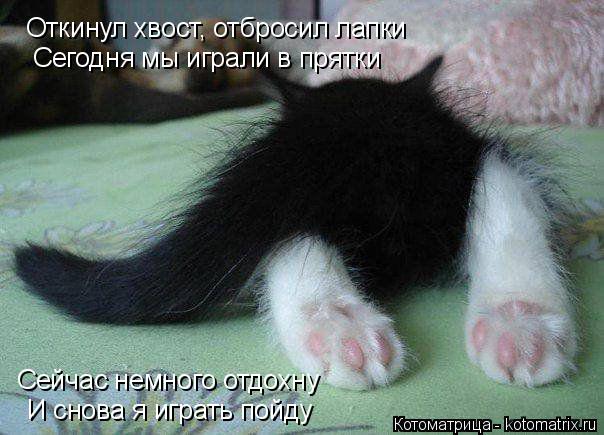 Откинул хвост, отбросил лапки Сегодня мы играли в прятки Сейчас немного отдохну И снова я играть пой... Котоматрица: Откинул хвост, отбросил лапки Сегодня мы играли в прятки Сейчас немного отдохну И снова я играть пойду