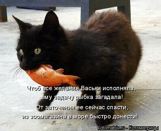 Чтоб все желания Васьки исполняла, ему задачу рыбка загадала! От заточения ее сейчас спасти, из зоома... Котоматрица: Чтоб все желания Васьки исполняла, ему задачу рыбка загадала! От заточения ее сейчас спасти, из зоомагазина в море быстро донести!
