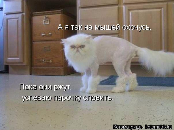 А я так на мышей охочусь. Пока они ржут, успеваю парочку словить.... Котоматрица: А я так на мышей охочусь. Пока они ржут, успеваю парочку словить.