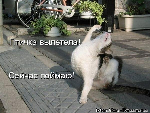 Птичка вылетела! Сейчас поймаю!... Котоматрица: Птичка вылетела! Сейчас поймаю!