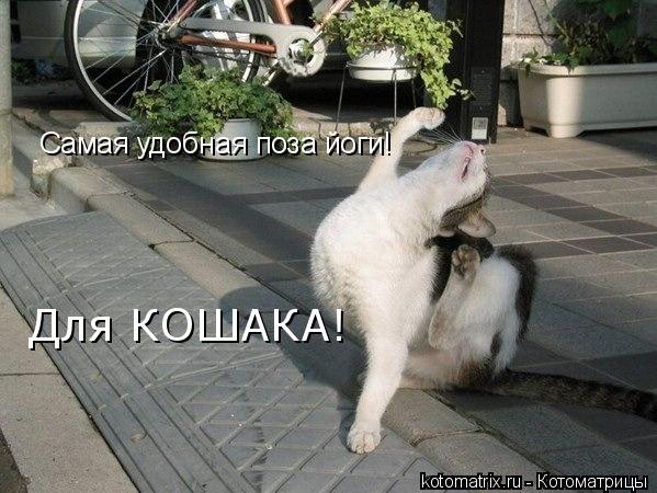 Самая удобная поза йоги! Для КОШАКА!... Котоматрица: Самая удобная поза йоги! Для КОШАКА!