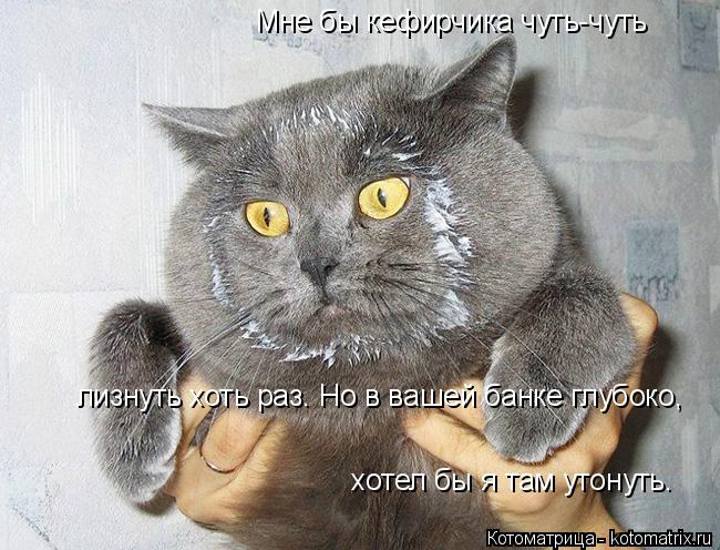 Мне бы кефирчика чуть-чуть лизнуть хоть раз. Но в вашей банке глубоко, хотел бы я там утонуть.... Котоматрица: Мне бы кефирчика чуть-чуть лизнуть хоть раз. Но в вашей банке глубоко, хотел бы я там утонуть.