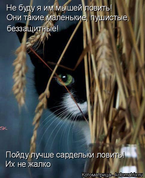 Не буду я им мышей ловить! Они такие маленькие, пушистые, беззащитные! Пойду лучше сардельки ловить!... Котоматрица: Не буду я им мышей ловить! Они такие маленькие, пушистые, беззащитные! Пойду лучше сардельки ловить! Их не жалко