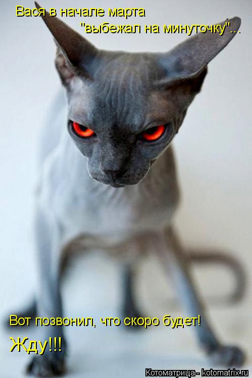 Вася в начале марта "выбежал на минуточку"... Вот позвонил, что скоро будет! Жду!!!... Котоматрица: Вася в начале марта "выбежал на минуточку"... Вот позвонил, что скоро будет! Жду!!!