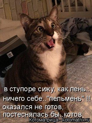 в ступоре сижу, как пень.. ничего себе.."пельмень" !! оказался не готов, постеснялась бы..котов... Котоматрица: в ступоре сижу, как пень.. ничего себе.."пельмень" !! оказался не готов, постеснялась бы..котов