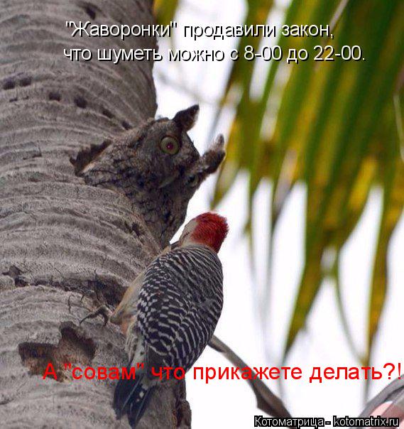 "Жаворонки" продавили закон, что шуметь можно с 8-00 до 22-00. А "совам" что прикажете делать?!... Котоматрица: "Жаворонки" продавили закон, что шуметь можно с 8-00 до 22-00. А "совам" что прикажете делать?!