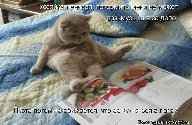 возьмусь ка я за дело. хозяйка ленивая, покормить меня не может. Пусть потом не обижается, что ее кух... Котоматрица: возьмусь ка я за дело. хозяйка ленивая, покормить меня не может. Пусть потом не обижается, что ее кухня вся в лапах
