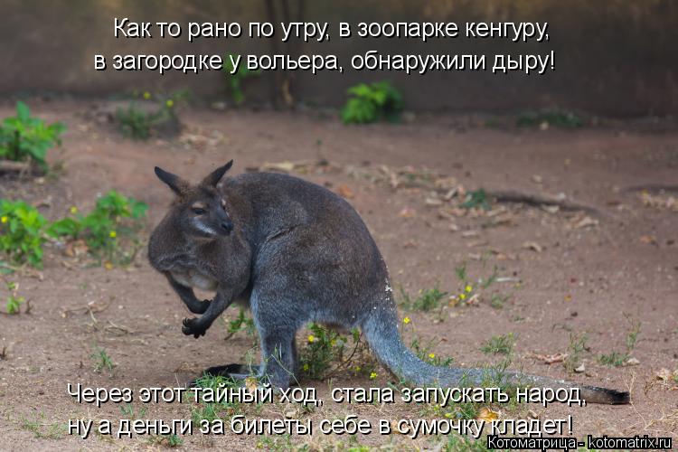 Как то рано по утру, в зоопарке кенгуру, в загородке у вольера, обнаружили дыру! Через этот тайный хо... Котоматрица: Как то рано по утру, в зоопарке кенгуру, в загородке у вольера, обнаружили дыру! Через этот тайный ход, стала запускать народ, ну а деньги за б