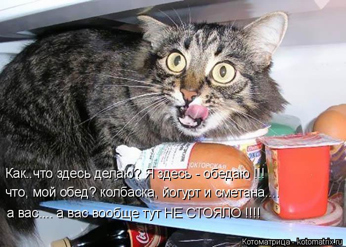 Как..что здесь делаю? Я здесь - обедаю !!! что, мой обед? колбаска, йогурт и сметана.... а вас.... а ... Котоматрица: Как..что здесь делаю? Я здесь - обедаю !!! что, мой обед? колбаска, йогурт и сметана.... а вас.... а вас вообще тут НЕ СТОЯЛО !!!!