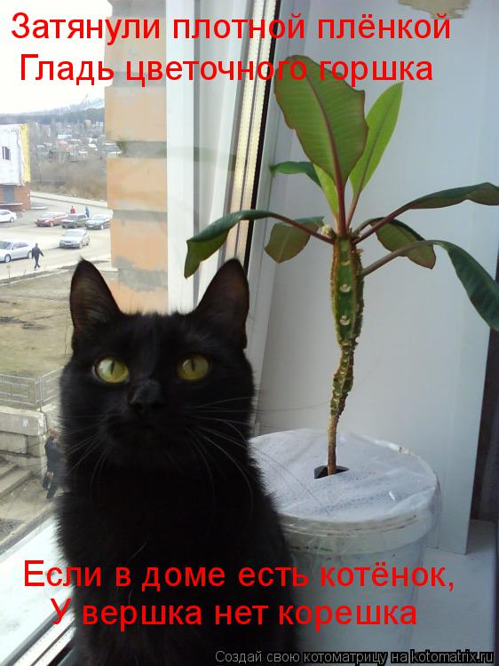 Затянули плотной плёнкой Гладь цветочного горшка Если в доме есть котёнок, У вершка нет корешка... Котоматрица: Затянули плотной плёнкой Гладь цветочного горшка Если в доме есть котёнок, У вершка нет корешка