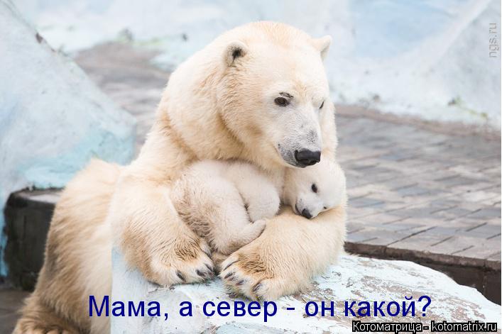Мама, а север - он какой?... Котоматрица: Мама, а север - он какой?