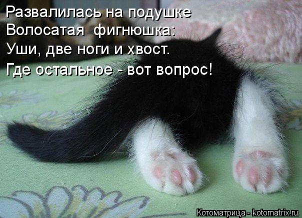 Развалилась на подушке Волосатая фигнюшка: Уши, две ноги и хвост. Где остальное - вот вопрос!... Котоматрица: Развалилась на подушке Волосатая фигнюшка: Уши, две ноги и хвост. Где остальное - вот вопрос!