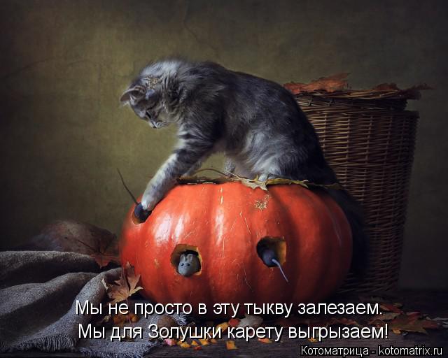 Мы для Золушки карету выгрызаем! Мы не просто в эту тыкву залезаем.... Котоматрица: Мы для Золушки карету выгрызаем! Мы не просто в эту тыкву залезаем.