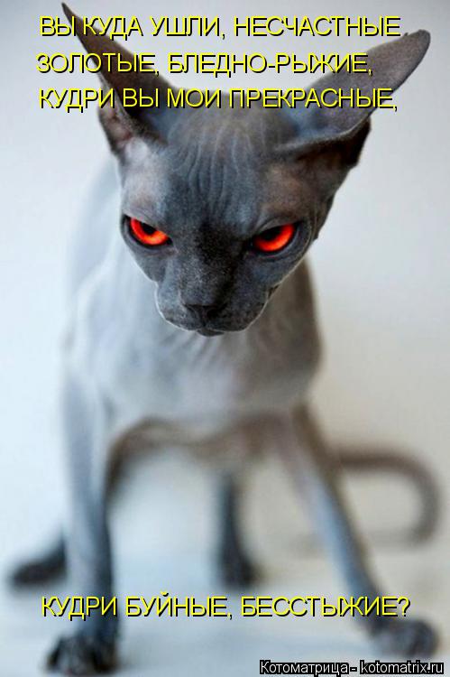 ВЫ КУДА УШЛИ, НЕСЧАСТНЫЕ ЗОЛОТЫЕ, БЛЕДНО-РЫЖИЕ, КУДРИ ВЫ МОИ ПРЕКРАСНЫЕ, КУДРИ БУЙНЫЕ, БЕССТЫЖИЕ?... Котоматрица: ВЫ КУДА УШЛИ, НЕСЧАСТНЫЕ ЗОЛОТЫЕ, БЛЕДНО-РЫЖИЕ, КУДРИ ВЫ МОИ ПРЕКРАСНЫЕ, КУДРИ БУЙНЫЕ, БЕССТЫЖИЕ?