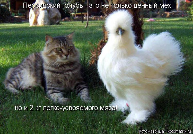 Персидский голубь - это не только ценный мех, но и 2 кг легко-усвояемого мяса!... Котоматрица: Персидский голубь - это не только ценный мех, но и 2 кг легко-усвояемого мяса!