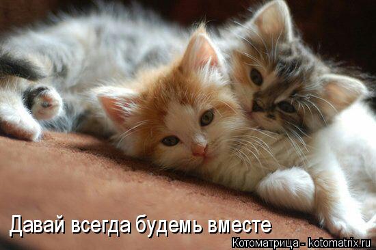Давай всегда будемь вместе... Котоматрица: Давай всегда будемь вместе