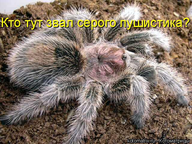 Кто тут звал серого пушистика?... Котоматрица: Кто тут звал серого пушистика?