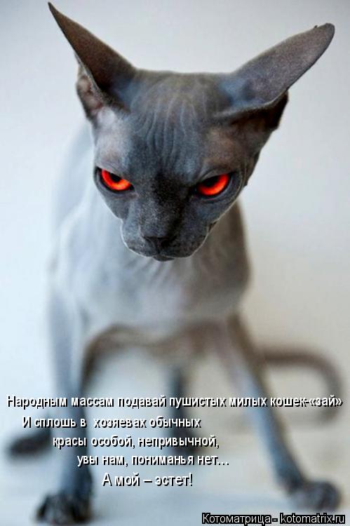 Народным массам подавай пушистых милых кошек-«зай» И сплошь в хозяевах обычных красы особой, неприв... Котоматрица: Народным массам подавай пушистых милых кошек-«зай» И сплошь в хозяевах обычных красы особой, непривычной, увы нам, пониманья нет… А мой –