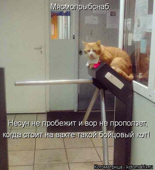 Несун не пробежит и вор не проползет, когда стоит на вахте такой бойцовый кот! Мясмолрыбснаб.... Котоматрица: Несун не пробежит и вор не проползет, когда стоит на вахте такой бойцовый кот! Мясмолрыбснаб.