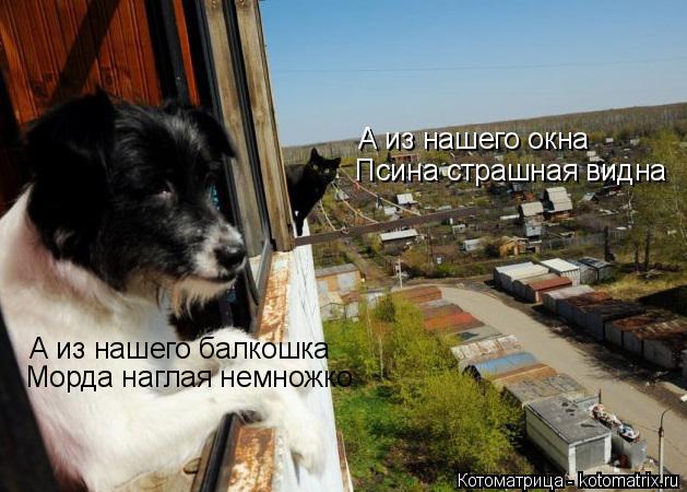 А из нашего окна Псина страшная видна А из нашего балкошка Морда наглая немножко... Котоматрица: А из нашего окна Псина страшная видна А из нашего балкошка Морда наглая немножко