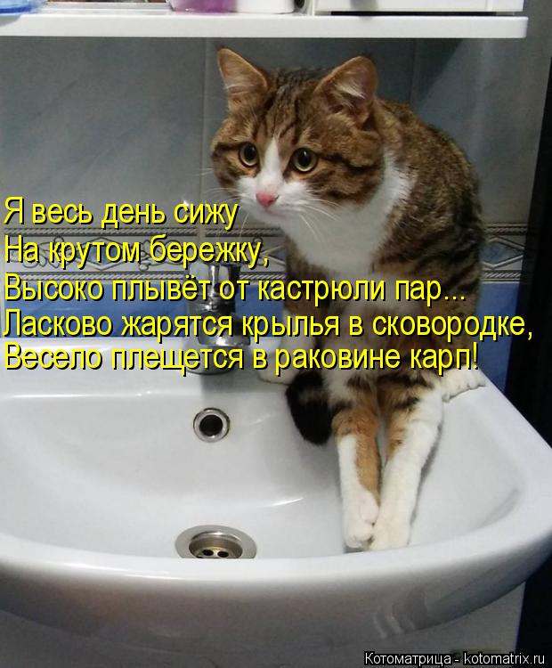 Я весь день сижу На крутом бережку, Высоко плывёт от кастрюли пар... Ласково жарятся крылья в сковоро... Котоматрица: Я весь день сижу На крутом бережку, Высоко плывёт от кастрюли пар... Ласково жарятся крылья в сковородке, Весело плещется в раковине карп!