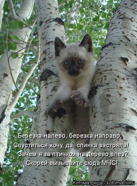 Березка налево, березка направо, Спуститься хочу, да спинка застряла! Зачем я за птичкой на дерево в... Котоматрица: Березка налево, березка направо, Спуститься хочу, да спинка застряла! Зачем я за птичкой на дерево влез? Скорей вызывайте сюда МЧС!