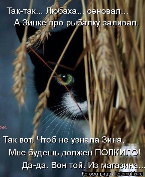 Так-так... Любаха... сеновал... А Зинке про рыбалку заливал. Так вот. Чтоб не узнала Зина, Мне будешь... Котоматрица: Так-так... Любаха... сеновал... А Зинке про рыбалку заливал. Так вот. Чтоб не узнала Зина, Мне будешь должен ПОЛКИЛО! Да-да. Вон той. Из магазина...