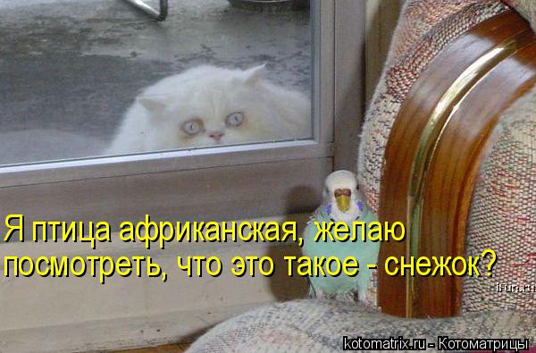 посмотреть, что это такое - снежок? Я птица африканская, желаю... Котоматрица: посмотреть, что это такое - снежок? Я птица африканская, желаю
