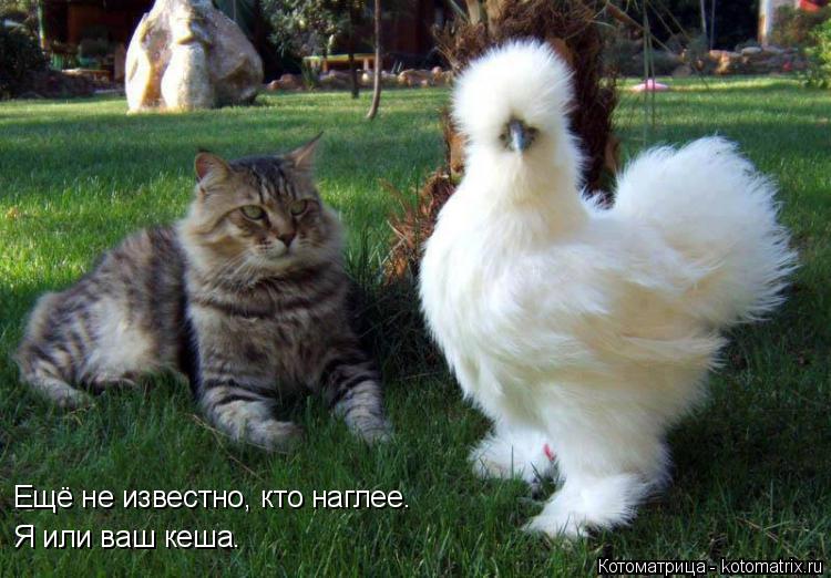 Ещё не известно, кто наглее. Я или ваш кеша.... Котоматрица: Ещё не известно, кто наглее. Я или ваш кеша.