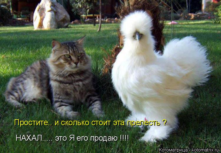 НАХАЛ..... это Я его продаю !!!! Простите.. и сколько стоит эта прелесть ?... Котоматрица: НАХАЛ..... это Я его продаю !!!! Простите.. и сколько стоит эта прелесть ?