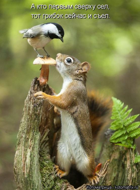 А кто первым сверху сел, тот грибок сейчас и съел.... Котоматрица: А кто первым сверху сел, тот грибок сейчас и съел.