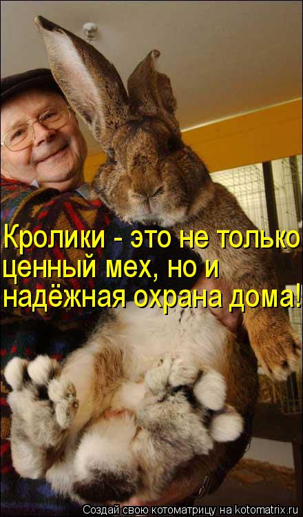 Кролики - это не только ценный мех, но и надёжная охрана дома!... Котоматрица: Кролики - это не только ценный мех, но и надёжная охрана дома!