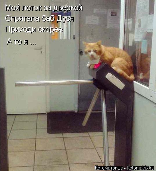 Мой лоток за дверкой Спрятала баб Дуся Приходи скорее А то я ...... Котоматрица: Мой лоток за дверкой Спрятала баб Дуся Приходи скорее А то я ...