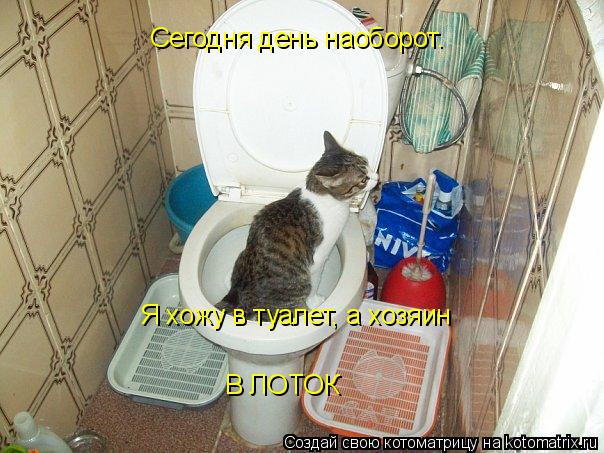 Сегодня день наоборот. Я хожу в туалет, а хозяин В ЛОТОК... Котоматрица: Сегодня день наоборот. Я хожу в туалет, а хозяин В ЛОТОК