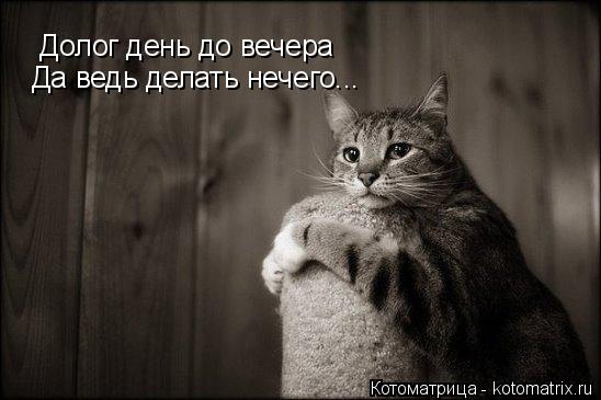 Долог день до вечера Да ведь делать нечего...... Котоматрица: Долог день до вечера Да ведь делать нечего...